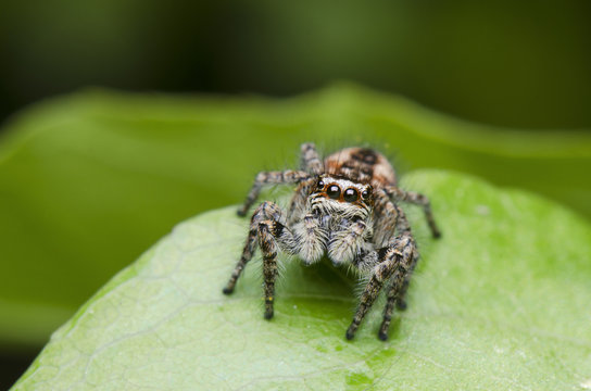 Small Jumping Spider On Green Background