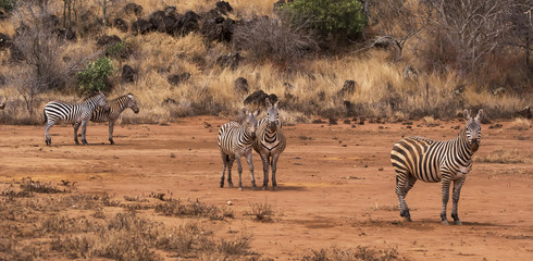 Fototapeta na wymiar Zebra walking in Kenya