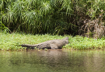 Crocodile