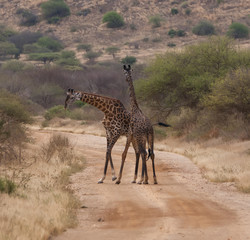 Giraffes walking in Kenya