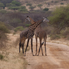 Naklejka na ściany i meble Giraffes walking in Kenya