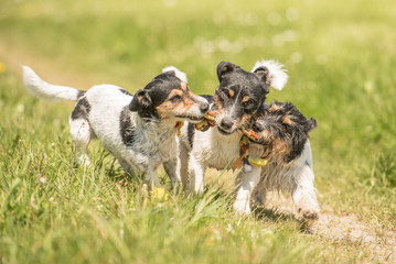 drei Hunde spielen und rennen in der Wiese- Jack Russell Terrier