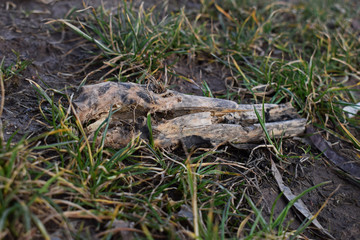 morsches Holzstück im Gras