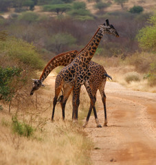 Giraffes walking in Kenya