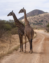 Giraffes walking in Kenya