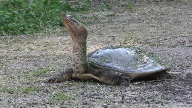 Florida Softshell Turtle walking