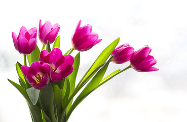 A bunch of seven bright pink tulips