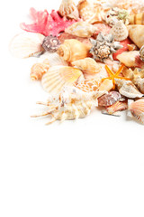Sea shells on white background