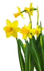 Poster Spring floral border, beautiful fresh daffodils flowers, isolated on white background. Selective focus © ulkan