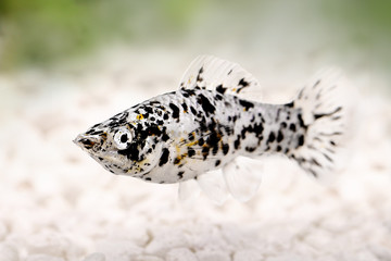 Spotted Black Molly Poecilia sphenops vetiprovidentiae aquarium fish 