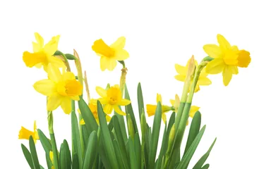 Foto op Canvas Spring floral border, beautiful fresh daffodils flowers, isolated on white background. Selective focus © ulkan