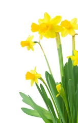 Fotobehang Spring floral border, beautiful fresh daffodils flowers, isolated on white background. Selective focus © ulkan