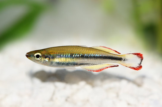 Madagascar rainbowfish Bedotia madagascariensis Madagascan Aquarium Fish 