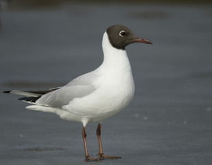 Black-headed gull
