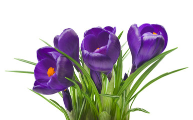 gros plan de beau crocus sur fond blanc - fleurs printanières fraîches. Bouquet de fleurs de crocus violet. (mise au point sélective)