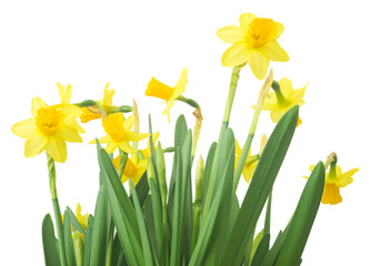 Spring floral border, beautiful fresh daffodils flowers, isolated on white background. Selective focus