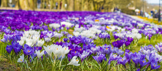 Crocus blooming in the spring in the city park
