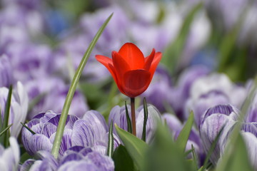 Red Tulip - 142119041