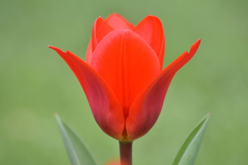 Red Tulip - 142119044