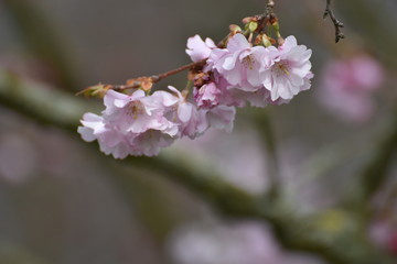 Blossom - 142119075