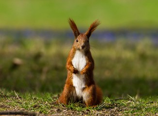 Eichhörnchen steht auf einer Wiese 