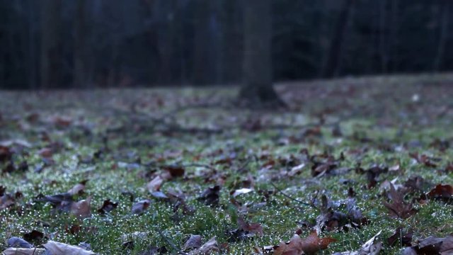 A clearing in the woods on a cool morning with dew on the grass