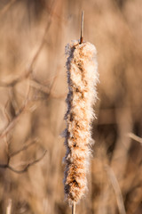 cat-tail reed.