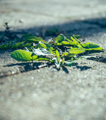 weed on the street