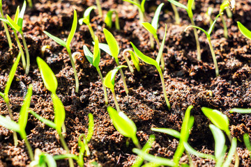 Young green shoots are drawn to the sunlight. Selective focus 2
