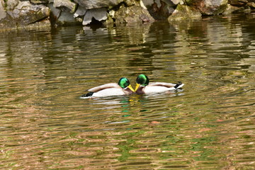 Wildlife Ducks on the water