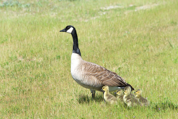 Mother Canada Goose with goslings huddled close by in a grassy field, keeping an eye out for danger.