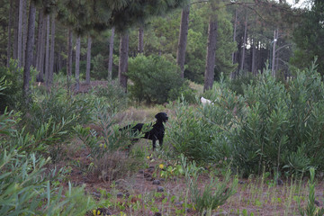 DOG IN NATURE