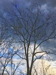 Lonely tree against the blue sky