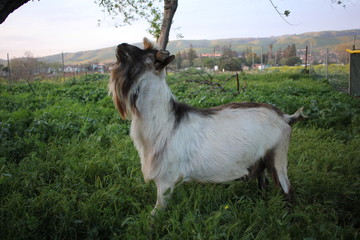 Billy goat in the grass at evening