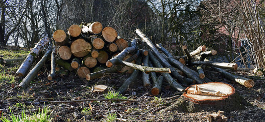 Holzstämme aufgeschlichtet