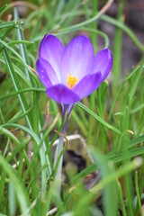 Spring has come. Flowers bloom. nature comes to life. Bloomed fantastically beautiful crocuses. The ground was covered with colorful flower carpet.
