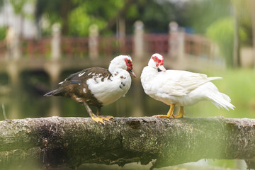 Two ducks