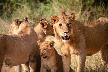 Fototapeta na wymiar Familia de leones