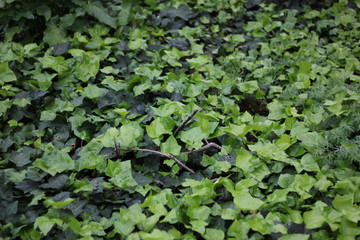 Dark and light green ivy plant
