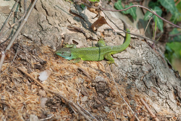 ramarro su un tronco d'albero