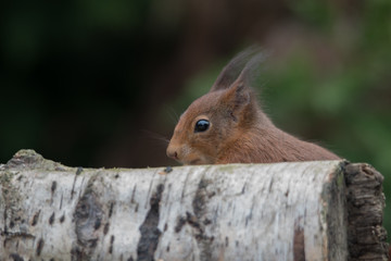 Red squirrel 