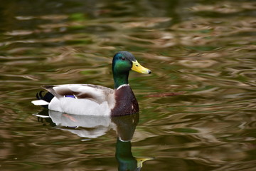 Wildlife Ducks on the water