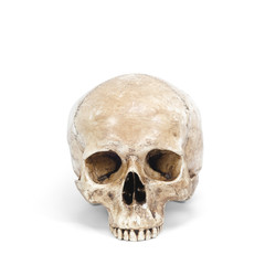Obraz premium single human skull isolated on white background