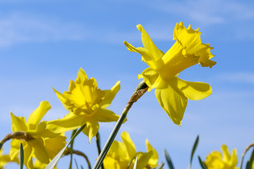 Yellow easter daffodil