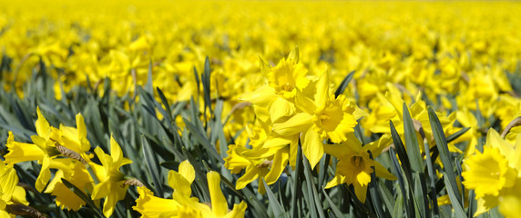 Obraz premium Field with yellow daffodils in april