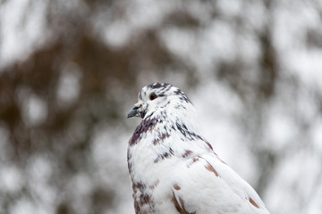 White and brown dove