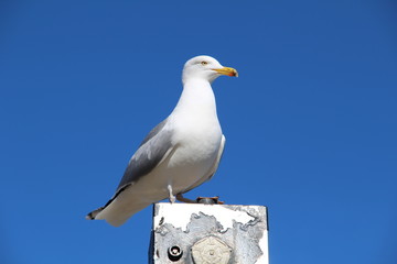 Seagull Isolated on a blue sky background