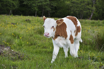 Beautiful little calf in green grass
