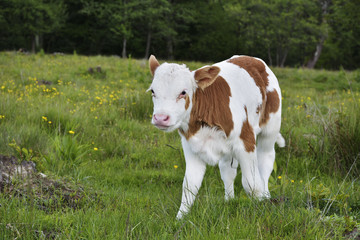 Beautiful little calf in green grass © brszattila