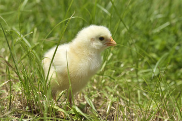 little chicken on a grass